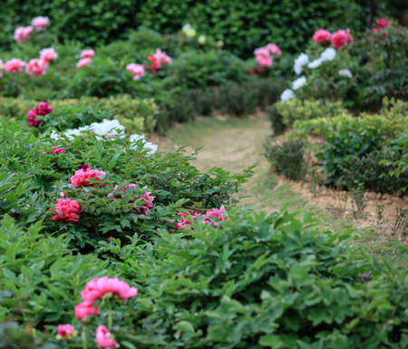 Peonyの写真素材
