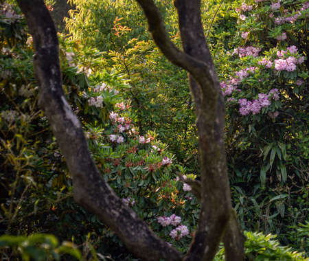 Huading Mountain Rhododendron Valleyの写真素材