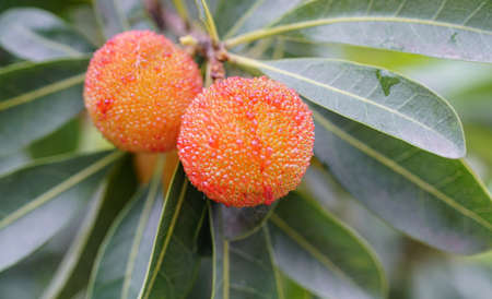 Bayberry fruitの写真素材