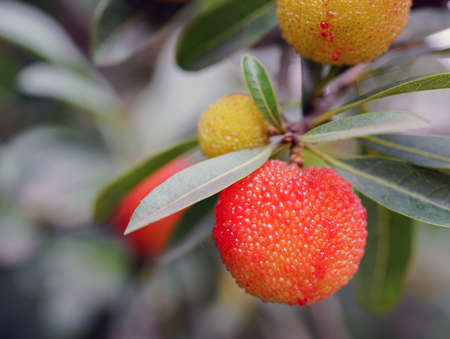 Bayberry, Ningbo City, Zhejiang Provinceの写真素材