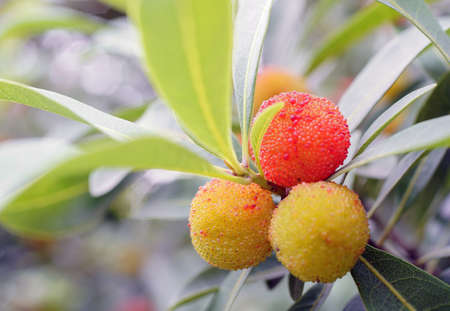 Bayberry, Ningbo City, Zhejiang Provinceの写真素材