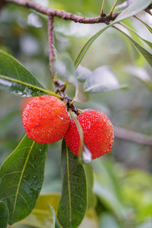 Bayberry, Ningbo City, Zhejiang Provinceの写真素材