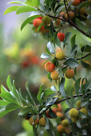 Bayberryの写真素材