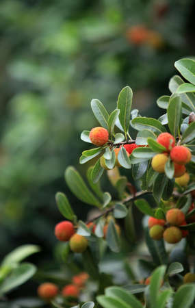 Bayberryの写真素材