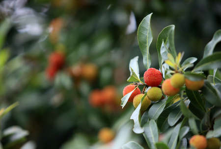 Bayberryの写真素材