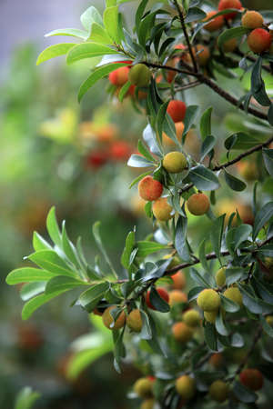 Bayberryの写真素材