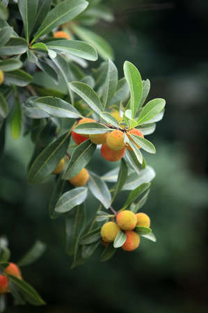 Bayberryの写真素材