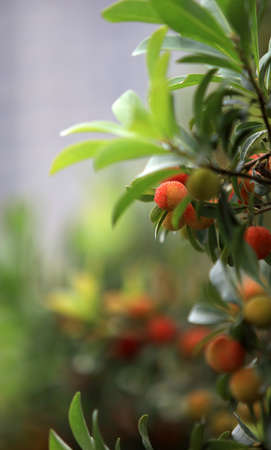 Bayberryの写真素材