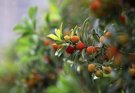 Bayberryの写真素材