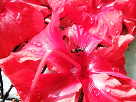 flora and fauna in the parkの写真素材