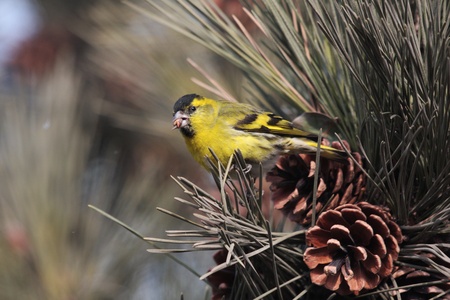 Orioleの写真素材