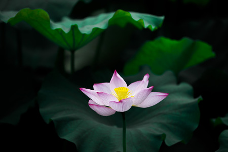 Lotusの写真素材