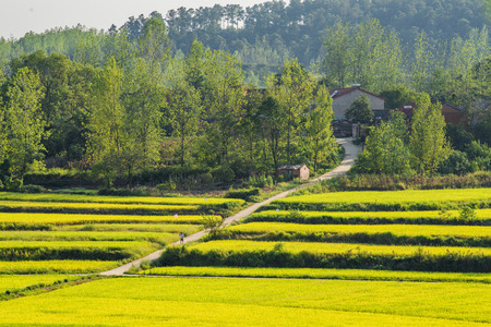 Autumn rice field sceneryのeditorial素材