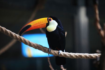 toucan on a rope
