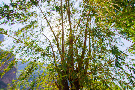 Low angle shot of treeの写真素材