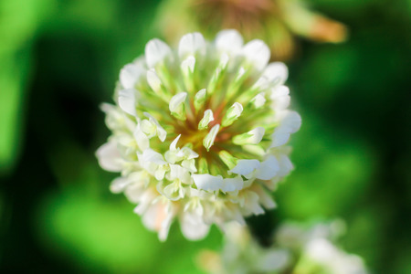 Closeup of a flowerの写真素材