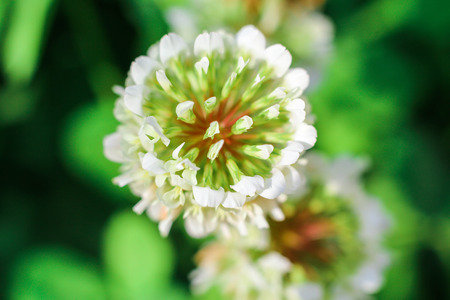 Closeup of a flowerの写真素材
