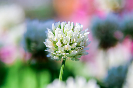 Closeup of a flowerの写真素材