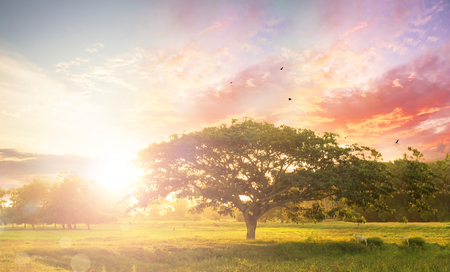 Nature background concept: Alone tree on meadow sunset.の写真素材