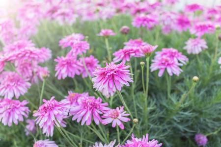 Colorful wild daisyの写真素材