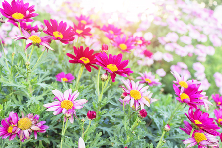 Colorful wild daisyの写真素材