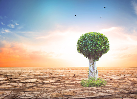 World environment day concept:  a tree on ground