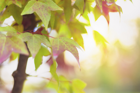 Season concept: Red maple leaves in autumn season with blue sky blurred backgroundの写真素材
