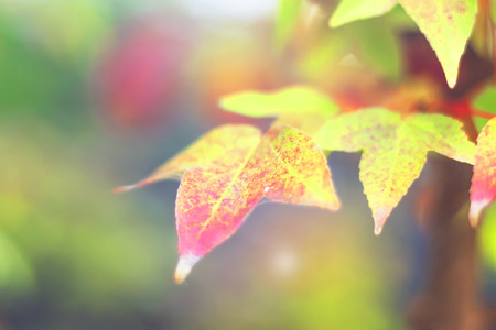 Season concept: Red maple leaves in autumn seasonの写真素材