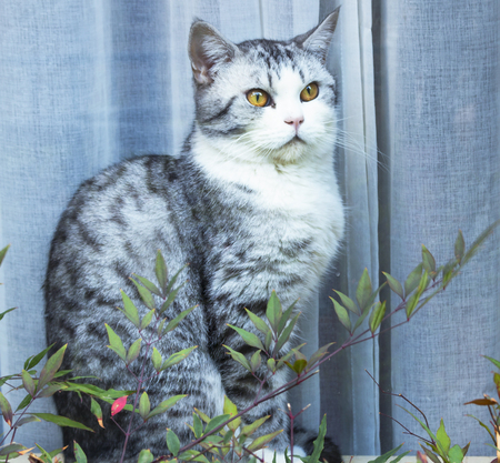 Hungry cat with green eyes waiting for foodの写真素材