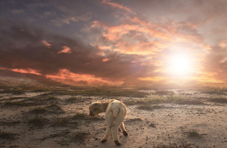 Bible Story Concept: Lost goatの写真素材