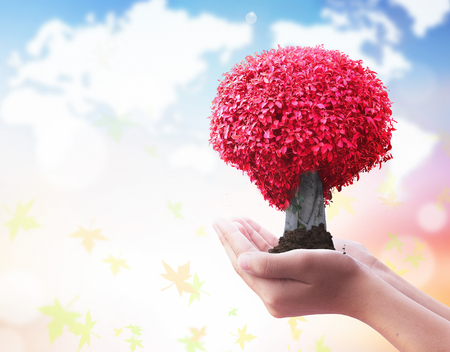 hands holding red big tree on blurred nature backgroundの写真素材