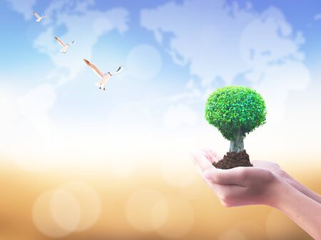 Birds flying toward tree on human palmsの写真素材