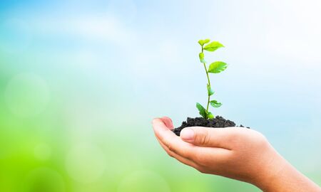 World Environment Day concept: hand holding plant on blur green nature backgroundの写真素材