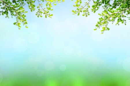 World Environment Day concept: Beautiful nature view of green leaf on blurred greenery backgroundの写真素材