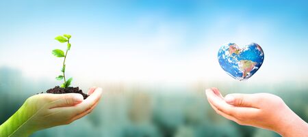 World Environment Day concept: hand holding tree planting and earth on green nature backgroundの写真素材