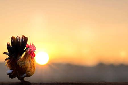 rooster on blurred beautiful sunrise sky with sun light backgroundの写真素材