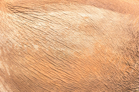 Elephant skin texture abstract backgroundの写真素材