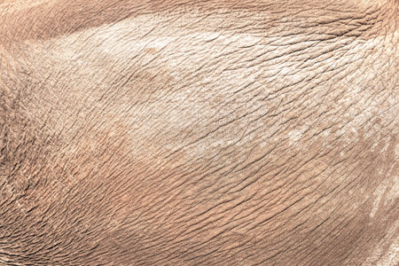 Elephant skin texture abstract backgroundの写真素材