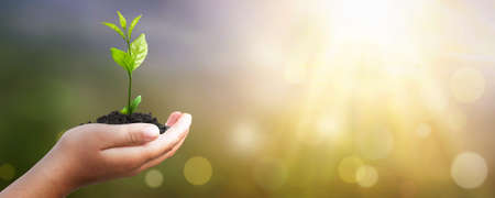 World environment day concept: Human hand holding small tree over blurred agriculture field...