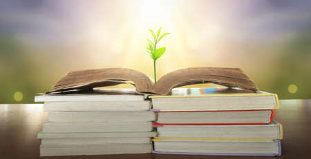 World philosophy day education concept: tree of knowledge planting on opening old big book in library with textbook in natural backgroundの写真素材