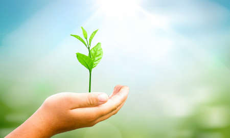 World environment day concept: hands holding plant over green backgroundの写真素材