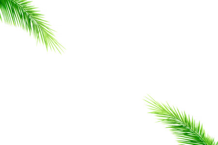 Palm Day Concept: palm leaves on white backgroundの写真素材