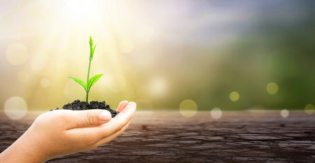 ESG concept: Human hands holding small tree over Dry land and natural sunrise backgroundの写真素材