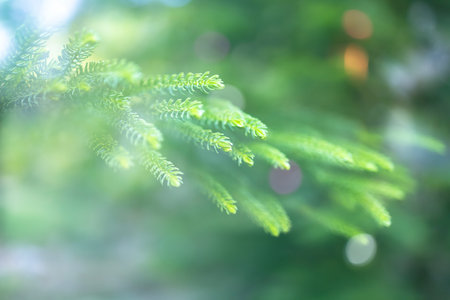 Christmas and New years eve Background ,Close-up of Christmas tree background