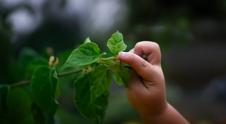 A child's hand touches the green leavesの写真素材