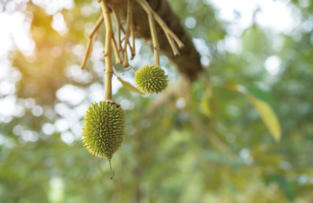Fresh small durian on tree in Thailand, small durians waiting to be planted until they are ready to be harvestedの写真素材