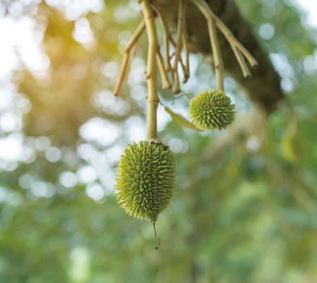 Fresh small durian on tree in Thailand, small durians waiting to be planted until they are ready to be harvestedの写真素材