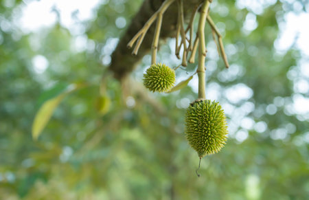 Fresh small durian on tree in Thailand, small durians waiting to be planted until they are ready to be harvestedの写真素材