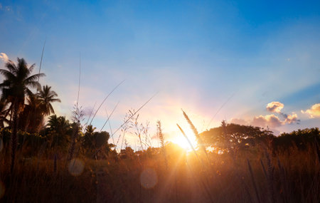 World environment day concept: Stunning meadow sunrise backgroundの写真素材