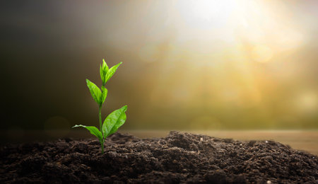 Green plant growing in soil with sunlight and bokeh background.の写真素材